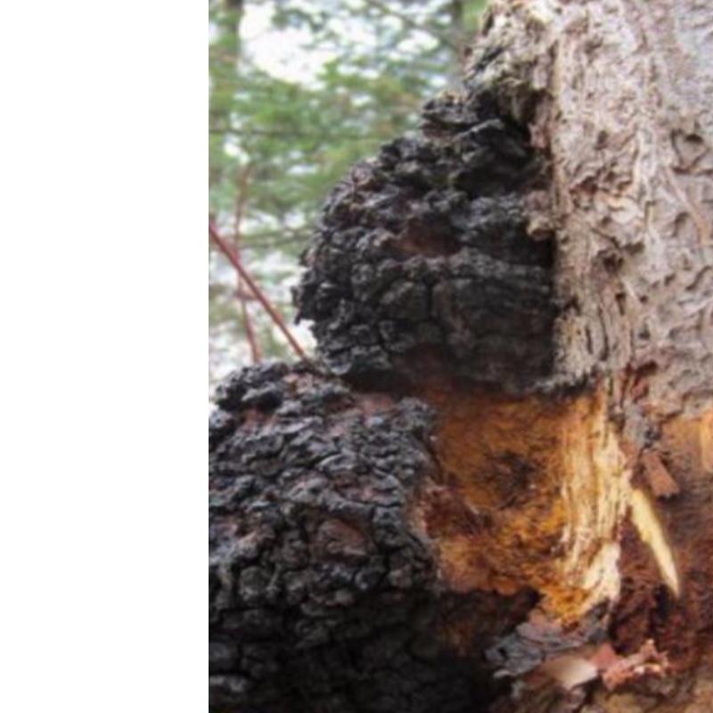 Chaga-sieni inonotus pakottaa terveydenhuollon hyvinvointia täydentämään